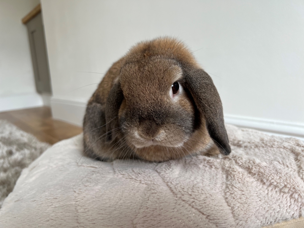 Blind Rabbit's Bright Eyes After Cataract Surgery