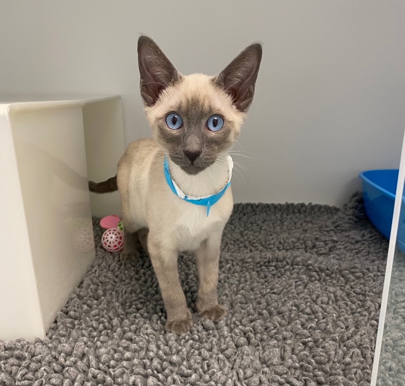 Gravely-ill Siamese Kitten With Heart Failure Undergoes Life-saving Care At Yorkshire Hospital