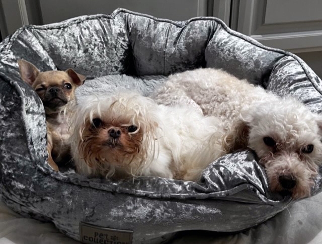 Tiny Tyson Packs A Punch After Intricate Spinal Surgery At Cheshire Vets Helps Him Walk Again