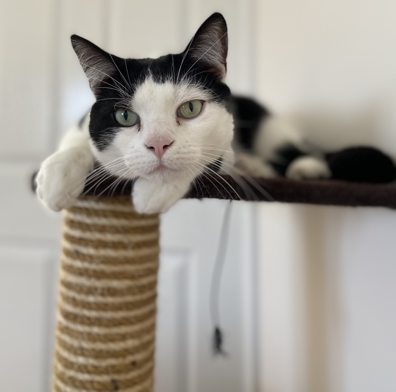 Emergency Brain Surgery At Dick White Referrals Saves Beloved Family Cat After Fight Left Claw Stuck In His Head