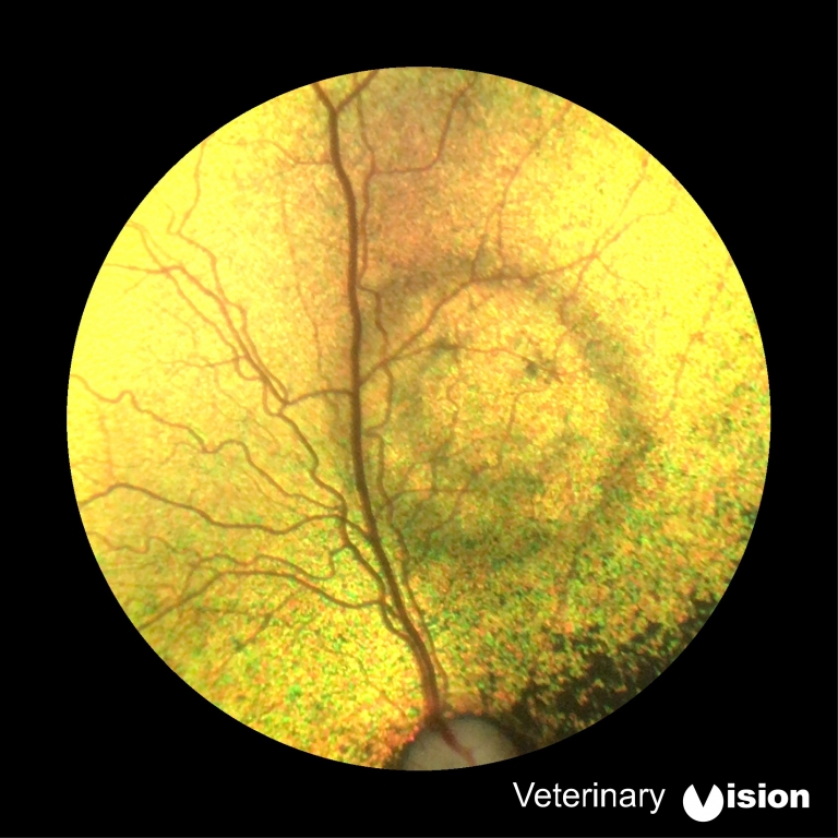 Penrith Eye Vets Uncover Remarkable 'smiley Face Emoji' On Dachshund's Retina