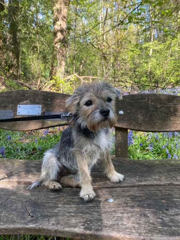 Diabetic Dog With Chronic Cataracts Now Seeing Brighter Future