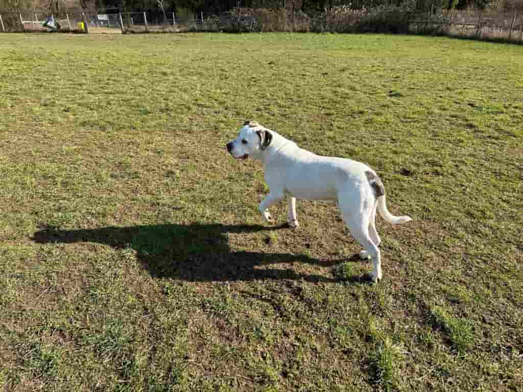 Multidisciplinary Approach Sees Tetraplegic Dog Running Again