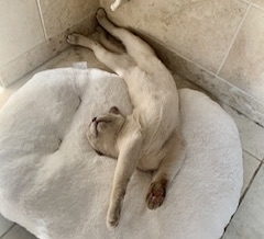 Seamless Work Between Primary And Referral Practices Saves Severely Damaged Burmese Cat