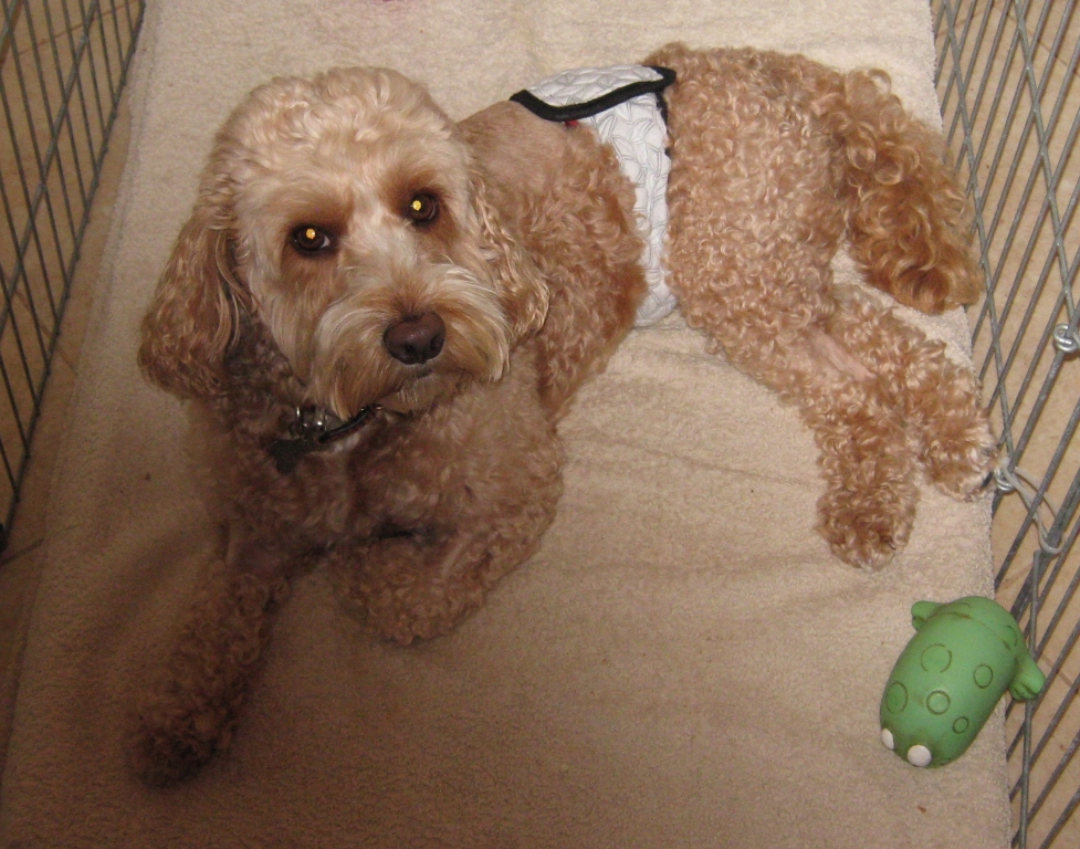 Kentdale Crucial In Cockapoo's Battle To Walk Again