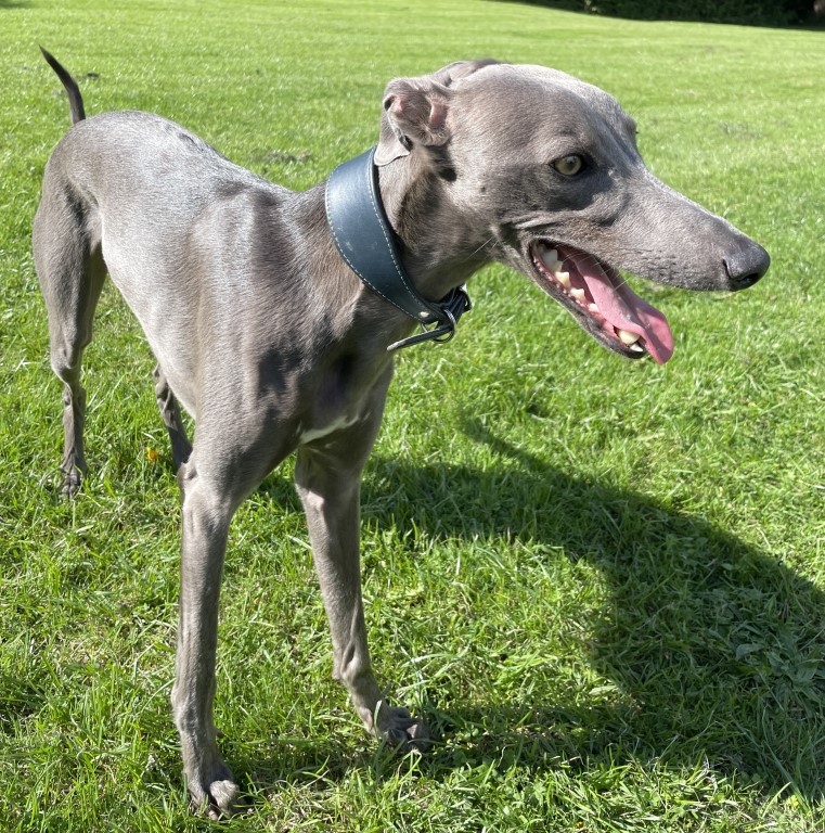 Diagnostic Challenge Overcome For Eagle The Under Par Whippet