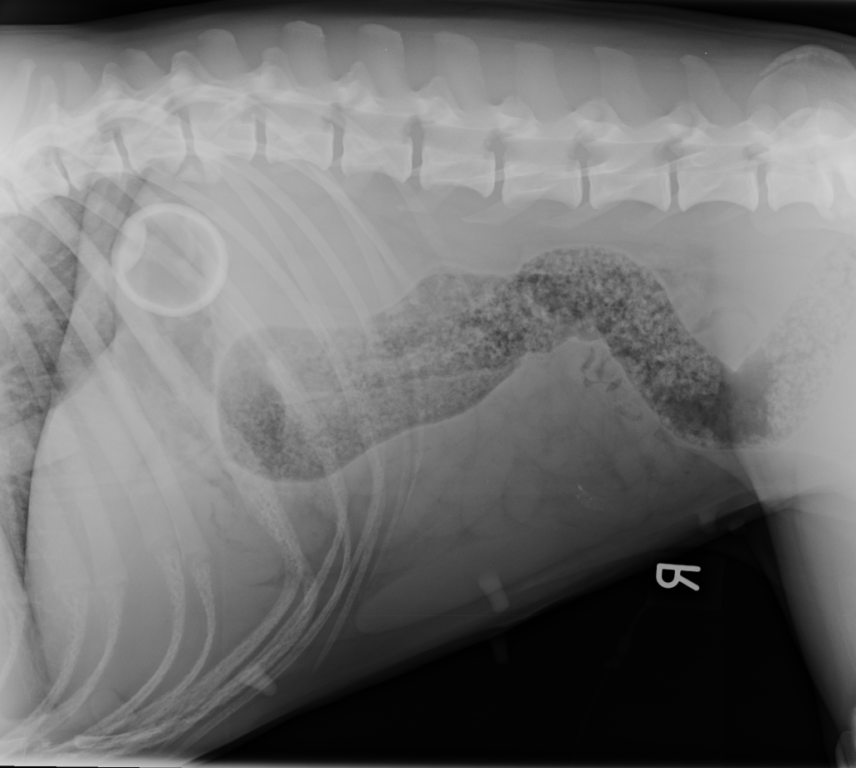 Ace Result As Boxer Bonnie Bounces Back From Tennis Ball Scare