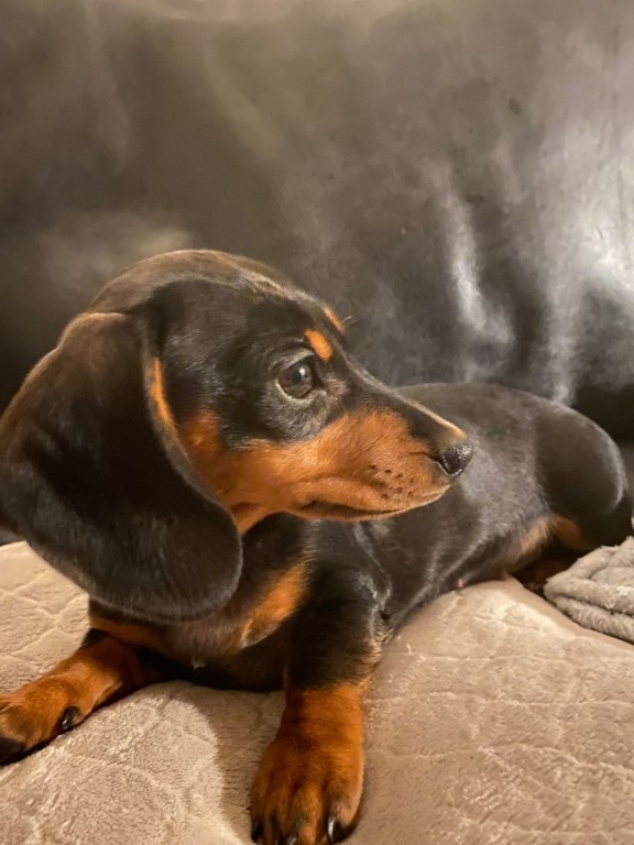 Very Young Puppy In Season Surprises Experts At Paragon