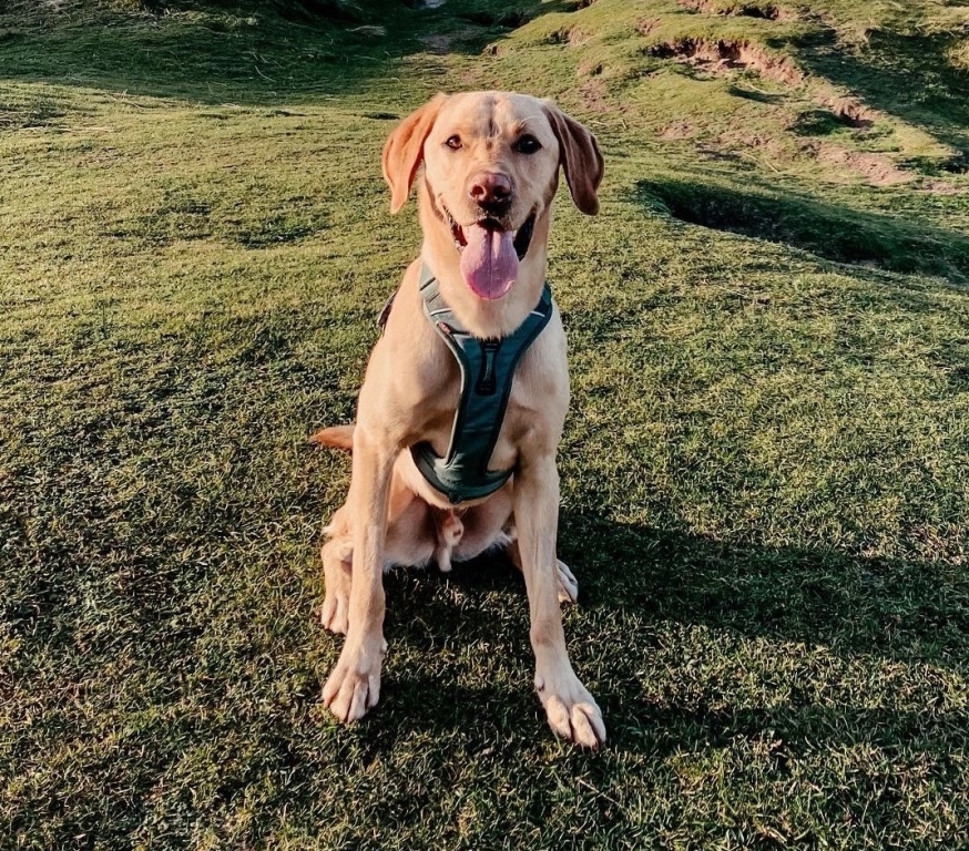 Intense Intervention Saves Pablo's Life From Leptospirosis