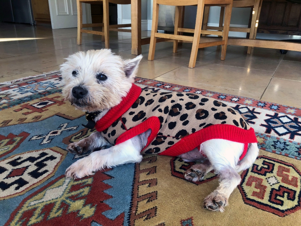 West Highland Terrier Who Gobbled Down Festive Turkey Bone Saved By Runcorn Specialists