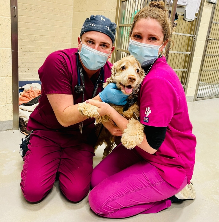 Dick White Referrals Saves Dog With Tetanus After Grass Seed Established As ‘very Uncommon’ Cause