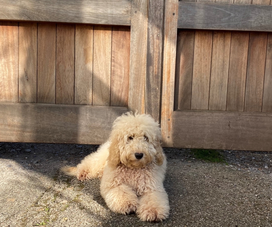 Bless You, Evo! NDSR Sniff Out Puppy's Painful Problem