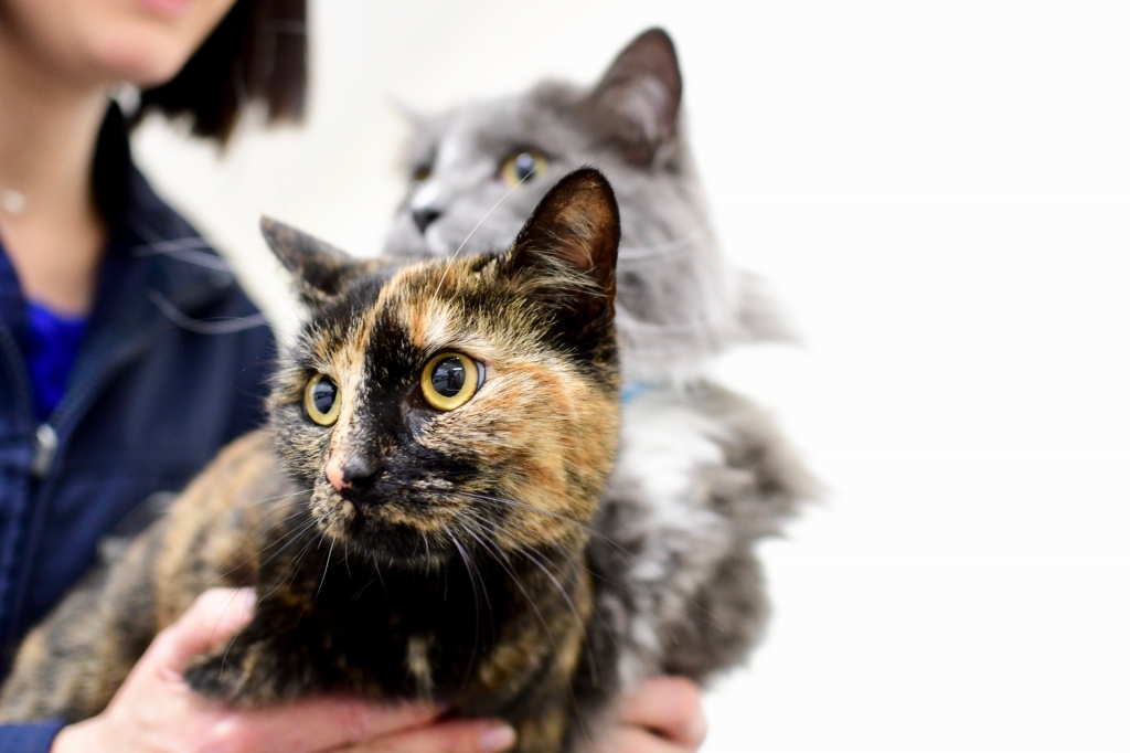 Veterinary Vision Achieves National Recognition For Cat-friendly Facilities