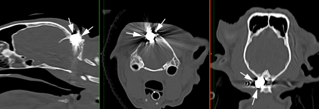 Cat With A Gun Pellet In His Head Saved By Davies Neurology Team