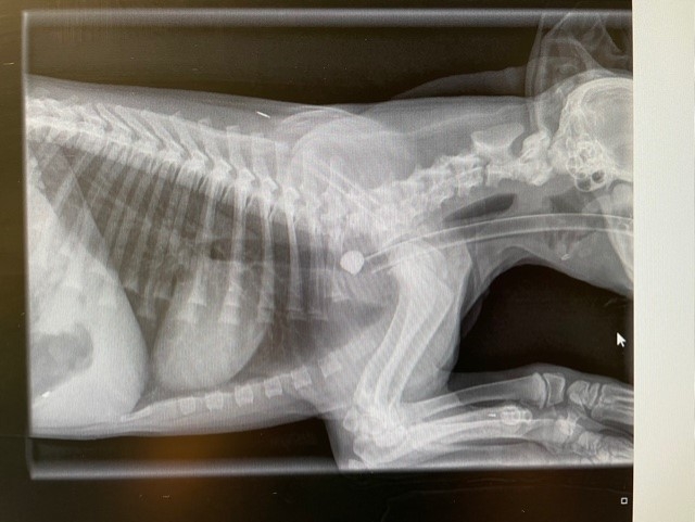 Stone Me! Breathtaking Action By Avonvale Saves Puppy's Life