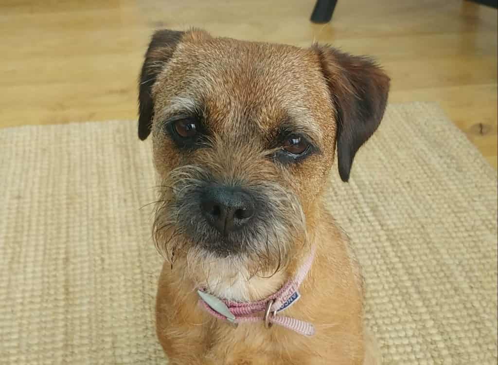 Somerset Animal Hospital Saves Dog...Twice