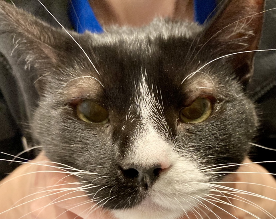 Innovative Vet Uses Lip Filler To Save Cat's Eyes