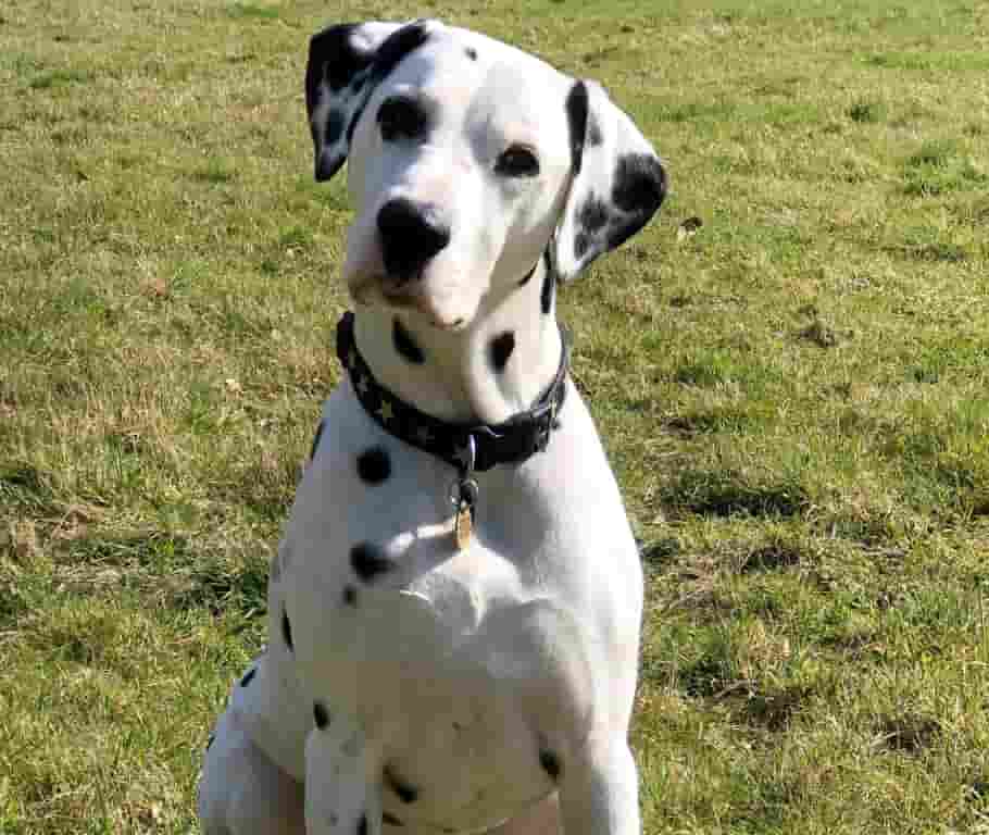 Movie Star Marley Back To His Best Thanks For DWR