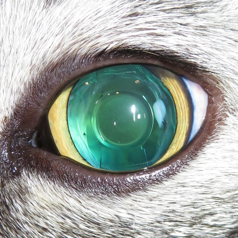 World-Leading Retinal Surgery Restores Sight For Neo The Cat