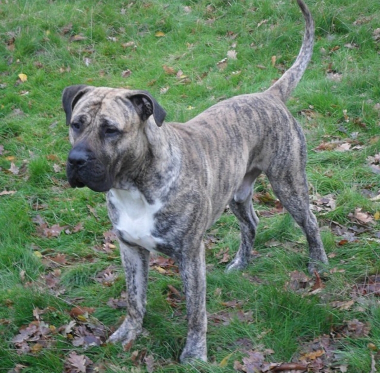 Collapsed 50kg Dog Presented Big Challenge For Maven Team