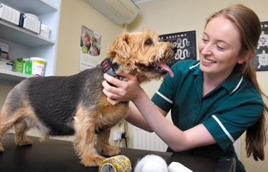 608 Vet Practice Acocks Green Gallery Image 2