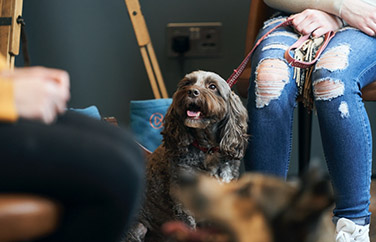 Wilbury Vets Gallery Image 3