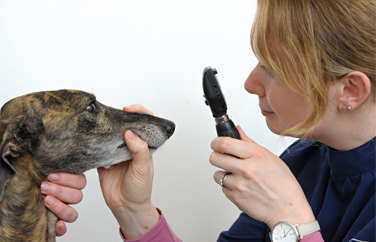 AAS Veterinary Services Hucclecote Gallery Image 2