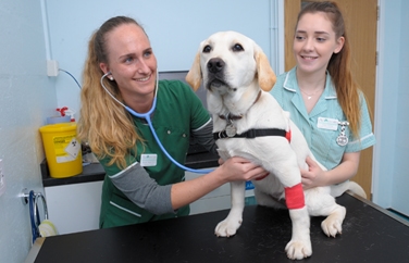 Avonvale Veterinary Centres Kenilworth Gallery Image 2