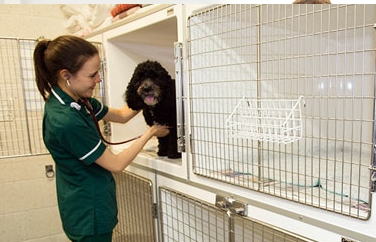 Avonvale Veterinary Centres Warwick Gallery Image 3
