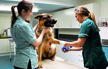 Avonvale Veterinary Centres Wellesbourne Gallery Image 2