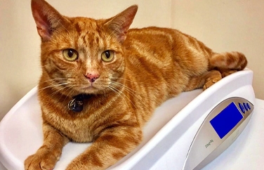 Broadway Veterinary Surgery Bebington Gallery Image 2