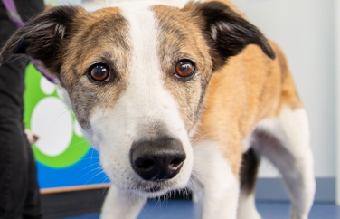 Calder Vets Brighouse Gallery Image 3