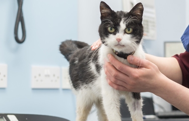 Calder Vets Denby Dale Gallery Image 3