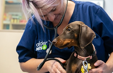 Calder Vets Dewsbury Gallery Image 2