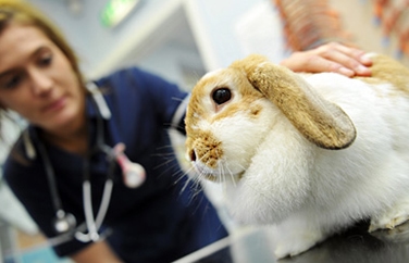 Calder Vets Horbury Gallery Image 2