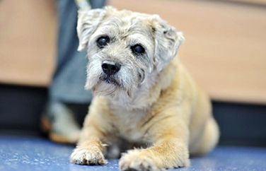 Calder Vets Lockwood Gallery Image 3