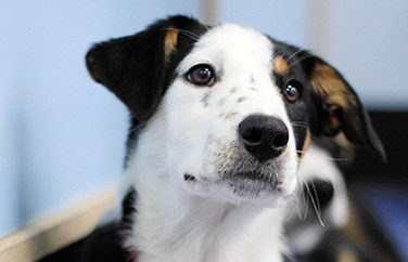 Calder Vets Sandal Gallery Image 2