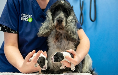 Calder Vets Wakefield Gallery Image 3