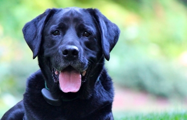 Cathcart and Winn Veterinary Clinic & Hospital Farnham Gallery Image 2