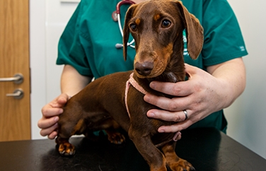 Chapel House Veterinary Practice Staveley Gallery Image 2
