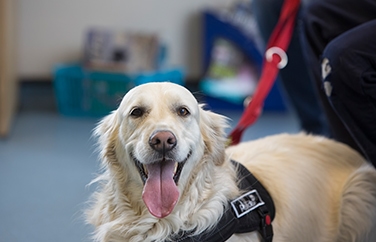 Cherrydown Vets Basildon Gallery Image 3