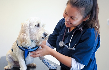 Cherrydown Vets Wickford Gallery Image 2