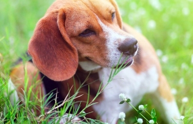 Chess Veterinary Clinic Chorleywood Gallery Image 2