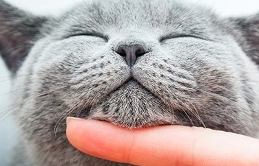 Chess Veterinary Clinic Chorleywood Gallery Image 3