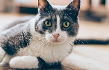 Chess Veterinary Clinic Rickmansworth Gallery Image 2