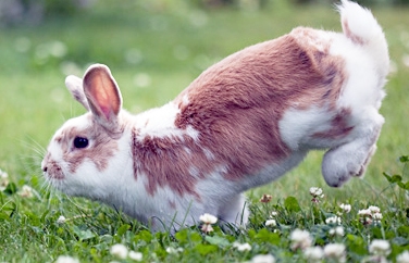 Chess Veterinary Clinic Rickmansworth Gallery Image 3