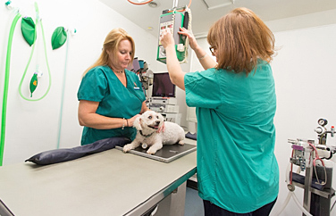 Cinque Ports Rye Gallery Image 2