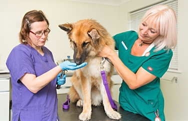 Cinque Ports Tenterden Gallery Image 2