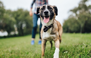 Cinque Ports Wye Gallery Image 3