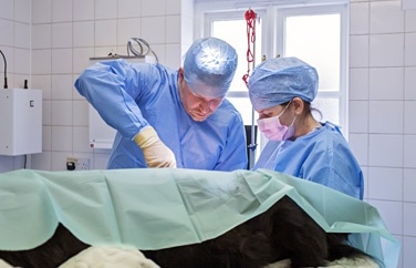 Cromwell Veterinary Group Huntingdon Gallery Image 2